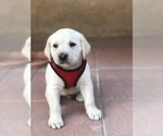 Small Photo #3 Labrador Retriever Puppy For Sale in MORENO VALLEY, CA, USA