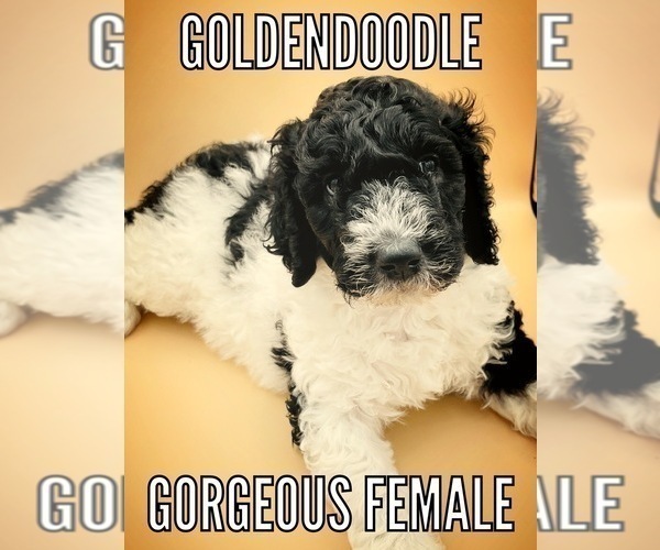 Medium Photo #2 Goldendoodle-Poodle (Standard) Mix Puppy For Sale in MONTVERDE, FL, USA