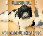 Small Photo #2 Goldendoodle-Poodle (Standard) Mix Puppy For Sale in MONTVERDE, FL, USA