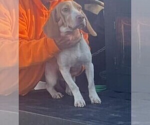 Beagle Dog for Adoption in NEW BRITAIN, Connecticut USA
