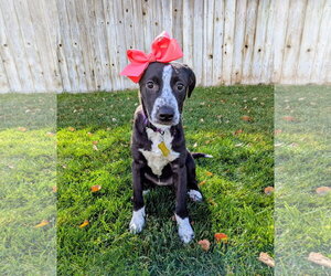 Aubrie - Female Border-Aussie Dog for Adoption - Photo #5