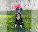 Small Photo #5 Border-Aussie Puppy For Sale in Sandy, UT, USA