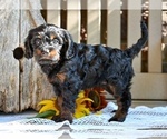 Small #5 Cavapoo