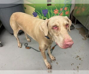 Doberman Pinscher Dogs for adoption in Waco, TX, USA