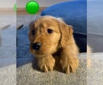Small #2 Golden Retriever