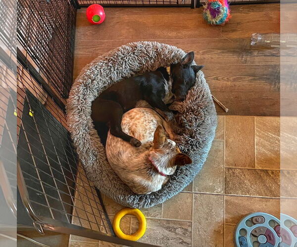 Medium Photo #3 Mutt Puppy For Sale in Garden City, NY, USA