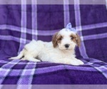 Small #2 Cavapoo (Miniature)