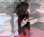 Small Photo #1 Labrador Retriever Puppy For Sale in CHEWELAH, WA, USA