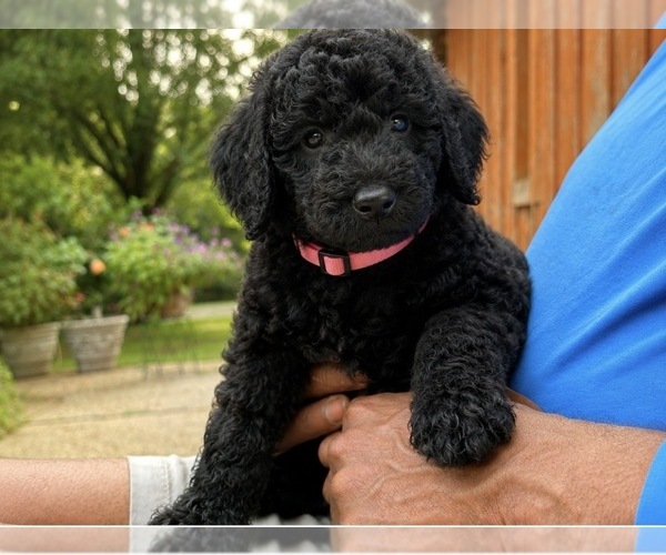 Medium Photo #2 Poodle (Standard) Puppy For Sale in DEXTER, MO, USA