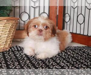 Shih Tzu Puppy for sale in NAPLES, FL, USA