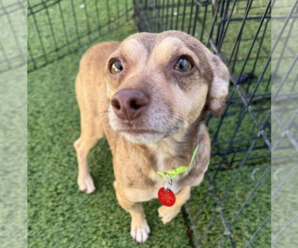 Medium Photo #2 Chihuahua-Unknown Mix Puppy For Sale in Tempe , AZ, USA