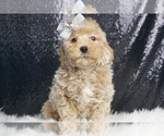 Small #1 Goldendoodle (Miniature)