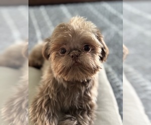 Shih Tzu Puppy for sale in ORLANDO, FL, USA