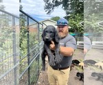 Small #1 Labradoodle mix (+ Poodle Standard)
