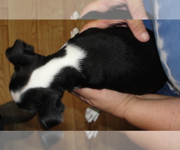 Medium Photo #3 Boston Terrier Puppy For Sale in BEND, OR, USA