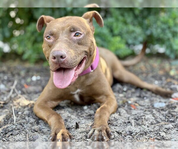 Medium Photo #1 American Pit Bull Terrier-Unknown Mix Puppy For Sale in Tavares, FL, USA