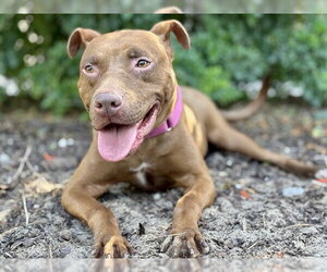 American Pit Bull Terrier-Unknown Mix Dogs for adoption in Tavares, FL, USA