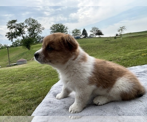 Medium Photo #19 Pembroke Welsh Corgi Puppy For Sale in DRAKESVILLE, IA, USA
