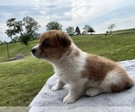 Small #2 Pembroke Welsh Corgi