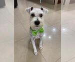 Small Photo #1 Schnauzer (Miniature) Puppy For Sale in LEHIGH ACRES, FL, USA