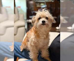 Cairn Terrier-Unknown Mix Dogs for adoption in Turlock, CA, USA