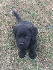 Mastiff Puppy for sale in WILLISBURG, KY, USA