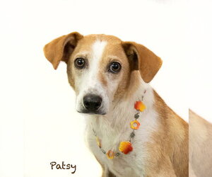 Mutt Dogs for adoption in Hot Springs Village, AR, USA