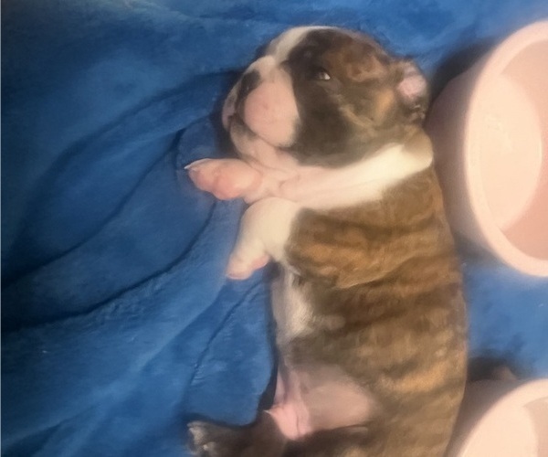 Medium Photo #3 Boston Terrier Puppy For Sale in BURLESON, TX, USA