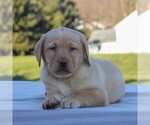 Small #3 Labrador Retriever