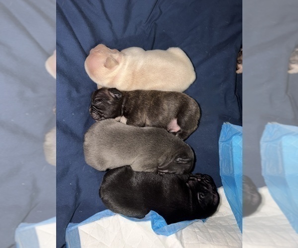 Medium Photo #6 French Bulldog Puppy For Sale in WACO, TX, USA
