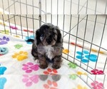 Willow - Female Cavapoo (Miniature)-Poodle (Toy) Mix Puppy for Sale - Photo #5
