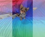 Small Photo #3 Yorkshire Terrier Puppy For Sale in VIRGINIA BCH, VA, USA