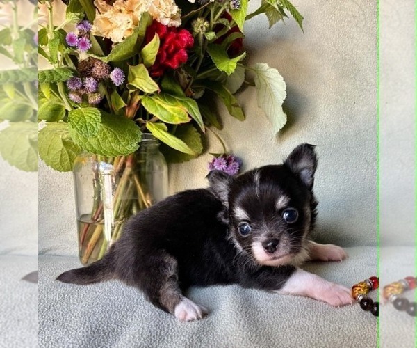 Medium Photo #2 Chihuahua Puppy For Sale in NEWVILLE, PA, USA