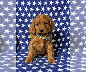 Great Dane Puppy for sale in BATON ROUGE, LA, USA