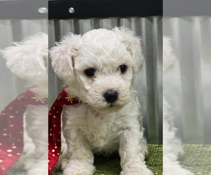 Bichon Frise Puppy for sale in LANSING, IA, USA