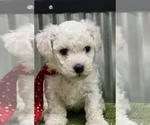 Small Photo #1 Bichon Frise Puppy For Sale in LANSING, IA, USA