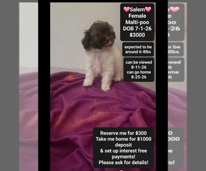 Maltipoo (Toy) Puppy for sale in TUCSON, AZ, USA