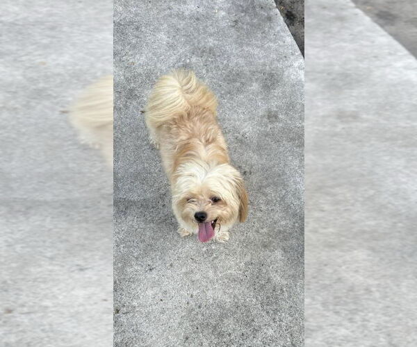 Medium Photo #3 Zuchon Puppy For Sale in West Palm Beach, FL, USA