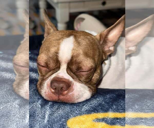 Medium Photo #4 Boston Terrier Puppy For Sale in Little Elm, TX, USA