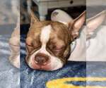 Small Photo #4 Boston Terrier Puppy For Sale in Little Elm, TX, USA