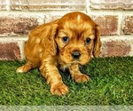 Small #6 Cavalier King Charles Spaniel