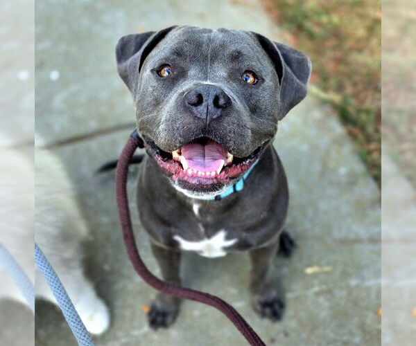 Medium Photo #1 American Staffordshire Terrier-Unknown Mix Puppy For Sale in Long Beach, CA, USA