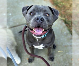 American Staffordshire Terrier-Unknown Mix Dogs for adoption in Long Beach, CA, USA