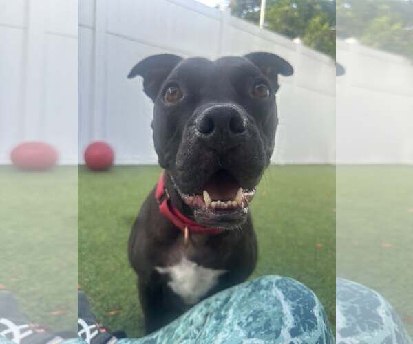 Medium Photo #1 American Pit Bull Terrier-Unknown Mix Puppy For Sale in Pompano Beach , FL, USA
