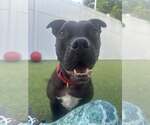 Small American Pit Bull Terrier Mix