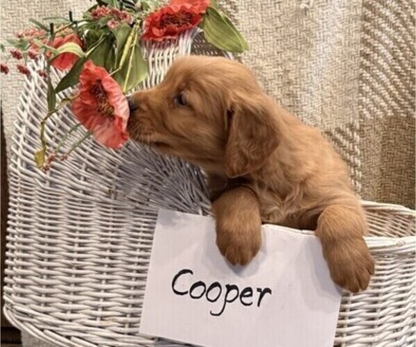 Medium Photo #3 Golden Retriever Puppy For Sale in OWEN, WI, USA