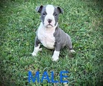 Puppy Puppy 8 American Bully