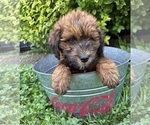 Small #4 Whoodle (Miniature)