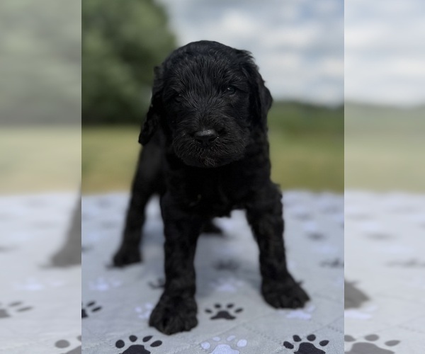 Medium Photo #4 Goldendoodle Puppy For Sale in HOWARD CITY, MI, USA