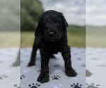 Small #3 Goldendoodle